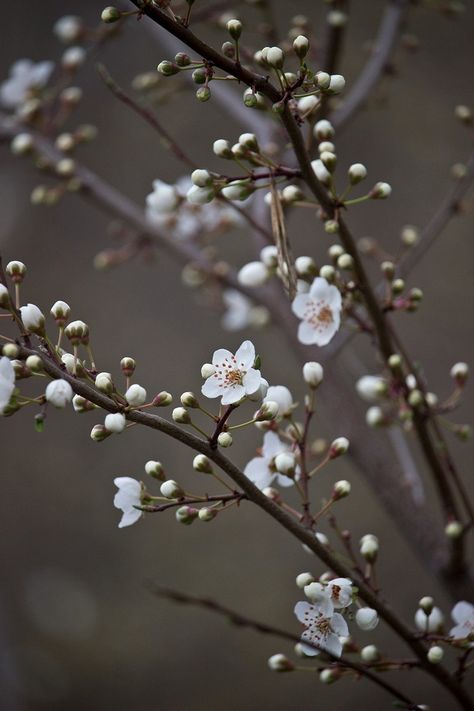 Cherry Blossom White, Cherry Blossom Pictures, List Of Flowers, Pear Blossom, Green Cherries, White Cherry Blossom, Cherry Flower, Cherry Blossom Background, Titanium Wedding Rings