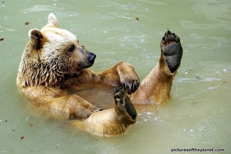 bear floating in water | ... and funny shot of a grizzly bear ... Bear Pictures, Love Bear, Floating In Water, Bear Art, Animal Posters, Big Bear, Grizzly Bear, Brown Bear, In Water