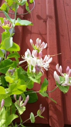 Kaprifol Pink Honeysuckle, Honeysuckle Cottage, Roof Gardens, Red Farmhouse, Favourite Flowers, Summer Evening, Country Living, Country House, Sake