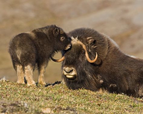 Muskox Gallery - kenconger Muskox Art, Musk Ox Tattoo, Muskox Photography, Ox Photos, Musk Ox Photography, Quagga Extinct Animals, Musk Ox, Photography, Animals