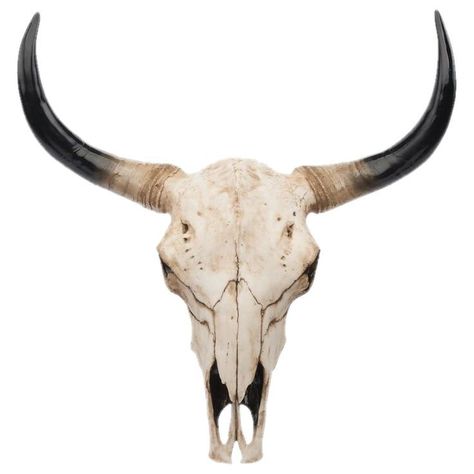 Bull Skull Tattoos, Skull Reference, Bull Art, Buffalo Skull, Ram Skull, Animal Skull, Bull Horns, Bull Head, Bird Skull