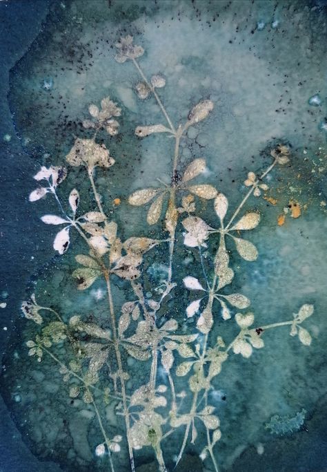 Wet Cyanotype, Cyanotype Process, Cyanotype Print, Gelli Plate Art, Sun Prints, Secret Location, Eco Printing, Plate Art, Plants And Flowers