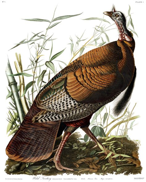 9 Fun Facts About Turkeys | Audubon Turkey Facts, Turkey Drawing, Audubon Birds, Art Deco Illustration, James Audubon, Birds Of America, Wild Turkey, Art Ancien, John James Audubon