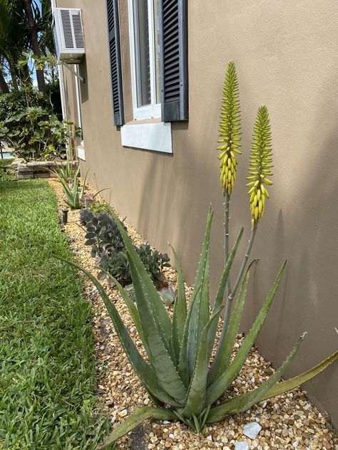 4th week of aloe Vera flower. Excited for all the seeds. Aloe Vera Landscape, Aloe Vera Plant Decor Ideas, Aloe Plant Aesthetic, Aloe Vera Garden Ideas, Aloe Vera Plant Aesthetic, Aloe Vera Aesthetic, Aloe Vera Garden, Aloe Vera Flower, Aloe Garden