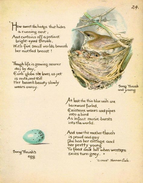 Edith Holden (British, 1871 - 1920) "March" from Nature Notes for 1906 which were published in 1977 under the title The Country Diary of an Edwardian Lady. Diary Of An Edwardian Lady, Country Diary Of An Edwardian Lady, Magnet Boards, Edith Holden, Edwardian Lady, Nature Artists, Bird Art Print, Nature Journal, Vintage Birds