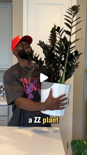 Kossi Tchenawou on Instagram: "ZZ & Raven Zz Plant care 💤🪴

#zzplant #ravenzz #plantcare" Zz Plant Decor, Zz Raven, Raven Zz Plant, Zz Plant Care, Zz Plant, June 17, Plant Decor, Plant Care, Flowers Plants