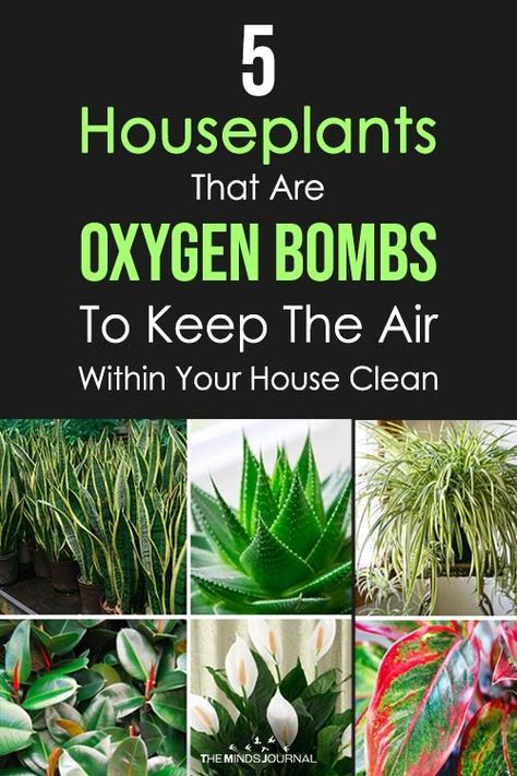 5 Houseplants That Are Oxygen Bombs To Keep The Air Within Your House Clean - The Minds Journal Oxygen Plant, All Natural Cleaning Products, Golden Pothos, Chinese Evergreen, Air Purifying Plants, Spider Plants, House Plants Indoor, Snake Plant, Clean Air