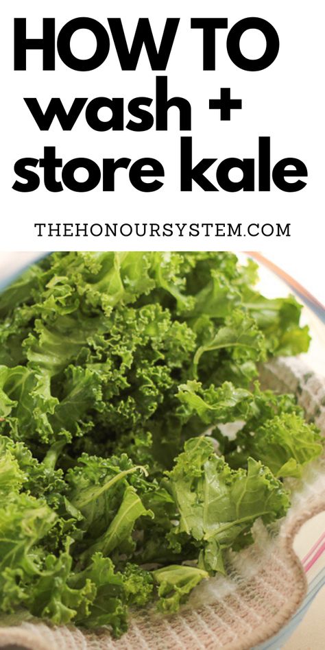 How To Store Kale, Cooked Kale Recipes, Harvesting Kale, Kale Crisps, How To Cook Kale, Kale And Spinach, Easy Healthy Lunches, Kale Recipes, Best Vegetarian Recipes