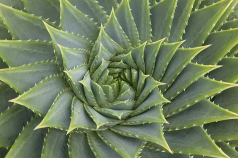 How the Golden Ratio Manifests in Nature Golden Ratio In Nature, Golden Ratio Spiral, Spirals In Nature, Geometry In Nature, Golden Spiral, Aloe Vera Plant, Spiral Shape, Golden Ratio, Natural Forms