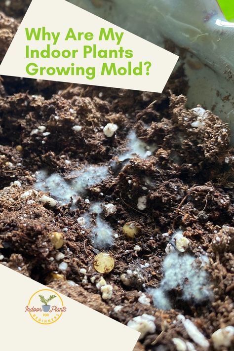 How To Get Rid Of Mold In Plant Dirt, Moldy Soil House Plants, House Plant Soil Recipe, How To Get Rid Of White Mold On Plants, How To Get Rid Of Mold On Plant Soil, Mold On Plant Soil, Mold In Plant Soil, Plant Mold Remedy, Mold On Soil Of Indoor Plants