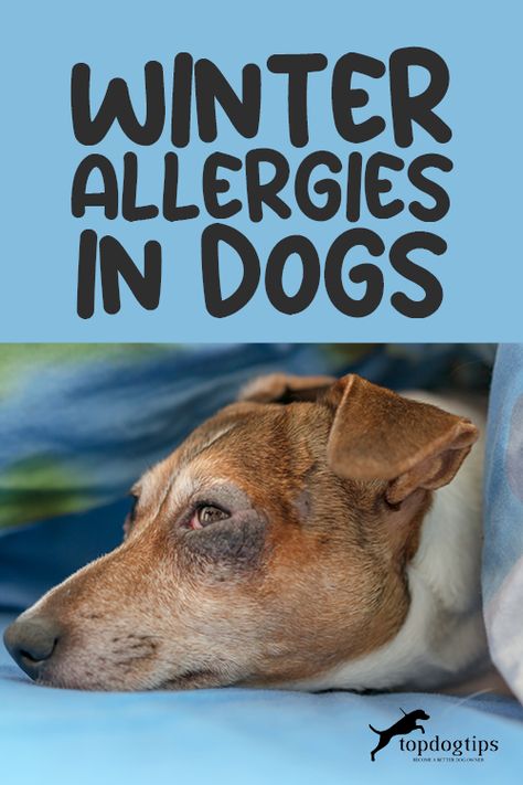 Dogs With Allergies Skin Itch Relief, Homemade Dog Food For Allergies Itch Relief, Natural Allergy Relief For Dogs, Dog Allergy Remedies Itch Relief, Allergy Relief For Dogs, Dog Allergy Remedies, Dog Itchy Skin Remedy, Dry Skin Around Eyes, Skin Allergies In Dogs