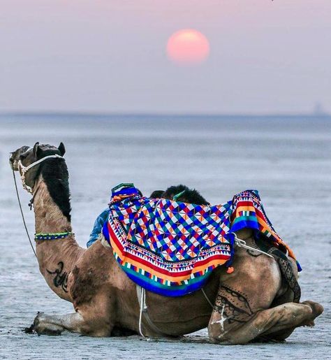 The Rann of Kutch. Rann Utsav Kutch Photography, Rann Of Kutch Photography, Kutch Photography, Great Rann Of Kutch, Chania Choli, Rann Of Kutch, Iskcon Krishna, India Travel Places, Yoga Facts