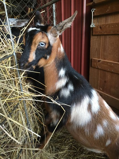 Milk Parlor, Goat Photography, Nigerian Goats, Barbie Pets, Goat Breeds, Miniature Goats, Luxury Farm, Smart Farm, Goat Barn