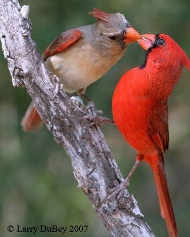 Cardinal Birds Art, Regnul Animal, Cardinal Birds, Nature Birds, Two Birds, Backyard Birds, Bird Pictures, Exotic Birds, Pretty Birds