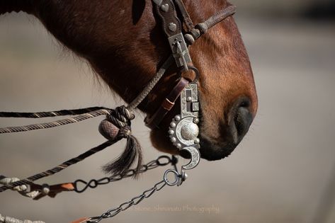 Spade Bit Horse, Types Of Horse Bits, Bit Less Bridle, Bridle Bits, Types Of Horse Bits Western, Male Horse, Bling Horse Tack, Cowboy Photography, How To Measure Yourself