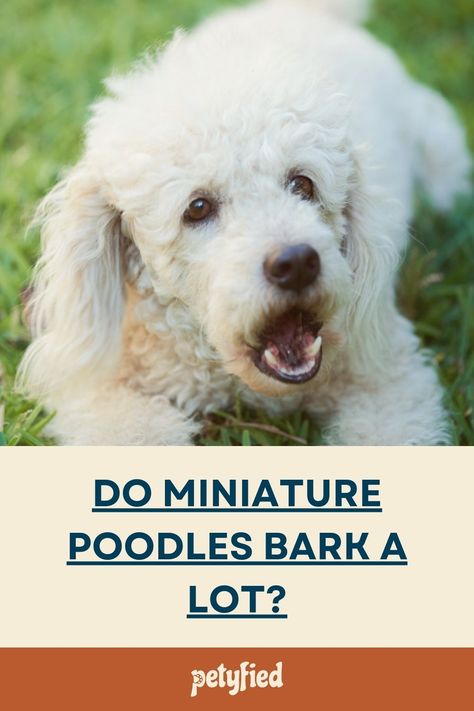 Do Miniature Poodles Bark a Lot? by Petyfied Miniature Poodles, Mini Poodles, Animal Education, Miniature Poodle, Dog Care Tips, Poodle Puppy, Puppy Care, Standard Poodle, Dog Care