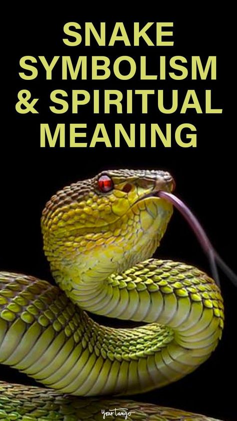 Snake symbolism is much different than our conceived notions of these creatures. In fact, snakes are considered symbols of fertility, renewal, and transformation. Snake Names, Snake Meaning, Snake Symbolism, Tattoo Snake, Garter Snake, Yellow Snake, Animal Spirit Guides, Relationship Topics, Cobra Snake