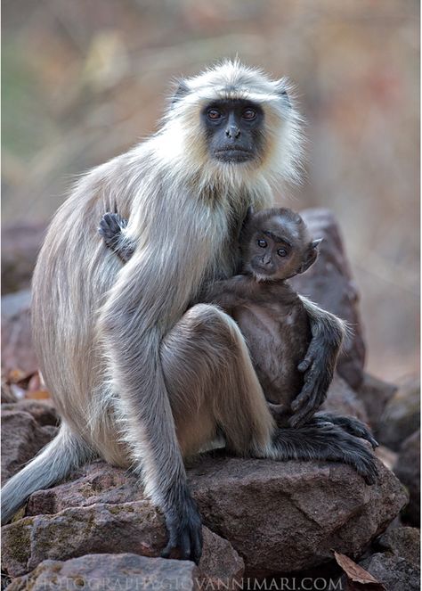 Gray langur monkey holding her gnome-like baby. Jaisalmer Haveli, Indian Monkey, Langur Monkey, Types Of Monkeys, Ape Monkey, Art Style Challenge, Great Ape, Dog Videos, Indian Culture