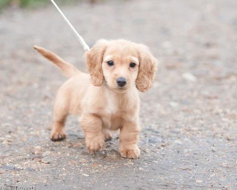 Mini Long Hair Dachshund pup.exactly how my baby boy Bolt looked like when we got him #Labrador #Retriever #puppy Long Hair Dachshund, Daschund Puppies, Dachshund Breed, Baby Dachshund, Dachshund Funny, Long Haired Dachshund, Miniature Dachshund, Weenie Dogs, Mini Dachshund