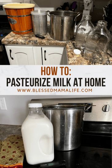 Pasteurizing Milk at Home - Blessed Farm Mama Life Miniature Cows, Us Money, Local Milk, Flour Alternatives, Plastic Milk, Pasteurizing Milk, Milk Jugs, Kitchen Spices, Food Info