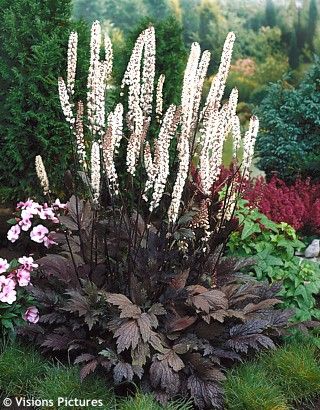 Shade Loving Perennials, American Meadows, Herb Garden Design, Purple Plants, Shade Perennials, Moon Garden, Have Inspiration, The Secret Garden, Woodland Garden