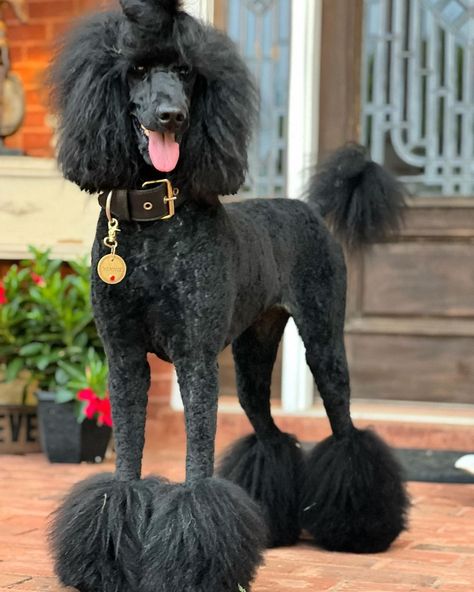 Unique Poodle Haircut, Poodle Black, Standard Poodle Cuts, Standard Poodle Grooming, Black Poodle Hair Dye, Poodle Haircut Styles, Standard Poodle Mohawk, Poodle With Dreads, Standard Poodle Haircuts