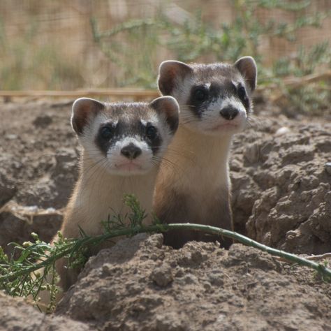 Ferret Aesthetic, Black Footed Ferret, Keystone Species, Wildlife Biologist, Conservation Biology, Prairie Dog, Photo Competition, Forest Service, Wildlife Conservation