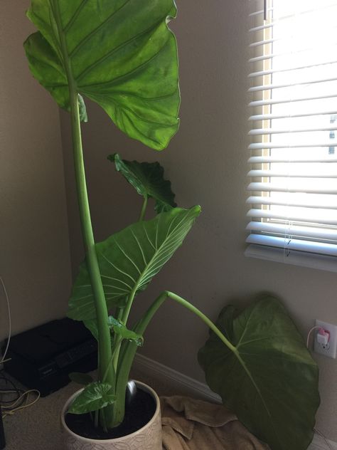 Elephant Ear House Plant, Alocasia Elephant Ears Plants, Elephant Eats Plants, Purple Elephant Ears Plants, Potted Elephant Ears, Indoor Elephant Ear Plant, Elephant Ears Plants In Pots, Elephant Ears Plants Indoor, Elephant Ear Indoor