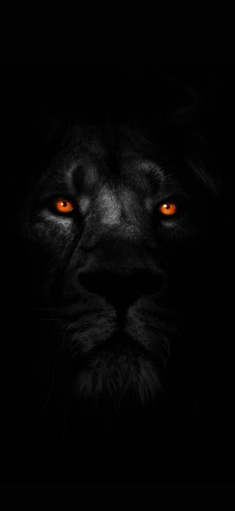 Lion Hd Wallpaper, Lion Wallpaper Iphone, Lion Live Wallpaper, Wild Animal Wallpaper, Lion Artwork, Lion Photography, Lions Photos, Amoled Wallpapers, Black Wallpaper Iphone Dark