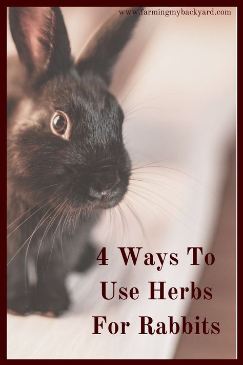 4 Ways To Use Herbs For Rabbits Vegetables For Rabbits, Rabbit Colony, Raising Meat Rabbits, Meat Rabbits Breeds, Rabbit Health, Raising Rabbits For Meat, Urban Farms, Rabbit Diet, Rabbit Farm