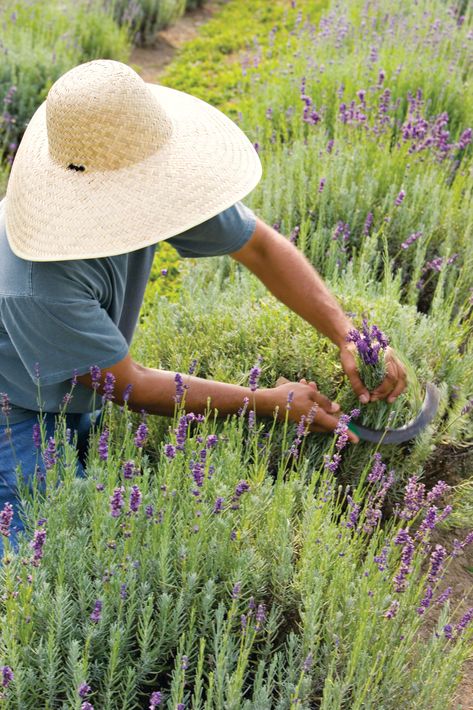 Growing Lavender Indoors, Harvest Lavender, Keiko Tanabe, Harvesting Lavender, Lavender Varieties, Herbal Oils, Harvesting Tools, Fragrant Garden, English Lavender