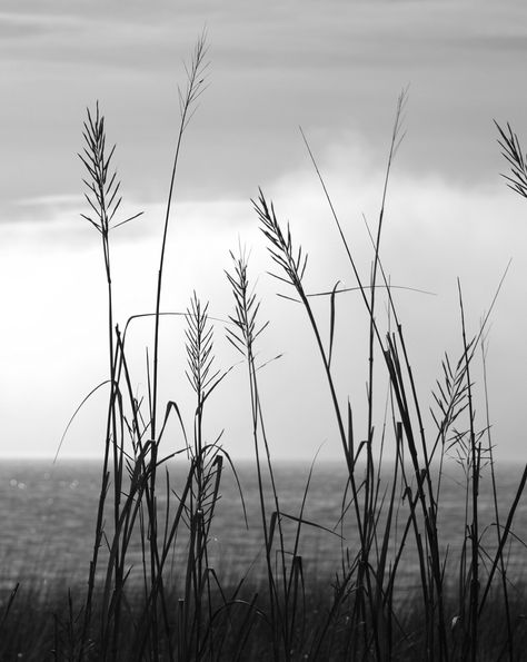 B & W Marsh Grass Marsh Grass Paintings, Beach Grass Tattoo, Grass Tattoo Design, Marsh Tattoo, Grass Tattoo, Anime Pets, Marsh Painting, Landscape Business, I Refuse To Sink