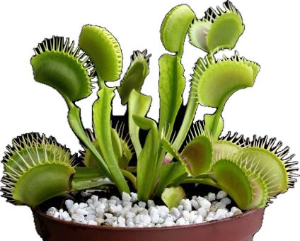 Large Venus Fly Trap, Insect Eating Plants, Venus Flytrap, Natural Pest Control, Take Five, Fly Trap, Venus Fly Trap, Pitcher Plant, Fly Traps