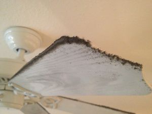 How to Clean Fan Blades (without a Dusty Mess!) How To Clean A Ceiling Fan, How To Dust Ceiling Fans, How To Clean Fan Blades, Sealing Fan, How To Clean A Box Fan, How To Clean Fans, Broken Ceiling Fan Parts, Celing Fan, Cleaning Ceilings