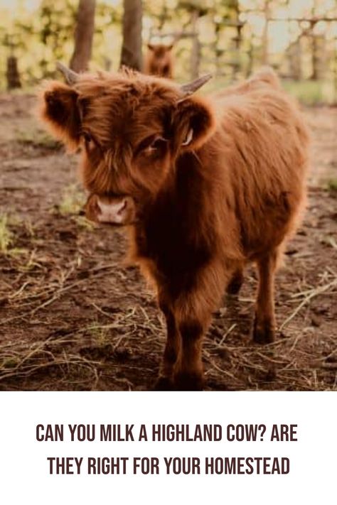 ​When you are starting your backyard farm it can be tempting to go with the animals that are the cutest. Who doesn't love the kissable face of mini highland cattle? While It makes sense that you don’t want to think all of your homestead animals are ugly you still want to be intentional about the animals you raise. Let's walk through if highland cows would make a good dairy animal for your homestead. Raising Highland Cattle, Highland Cow Care, Miniature Highland Cattle, Raising Cows, Mini Highland Cow, Cow Tipping, Breeds Of Cows, Homestead Animals, Raising Cattle