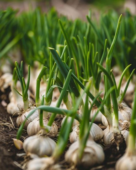 Avoid buying garlic. Apply these 10 tricks for a never-ending garlic supply. Vegetarian Patties, Garlic Plant, Garlic Growing, Design Garden Ideas, Grow Garlic, How To Store Garlic, Planting Garlic, Gardening Vegetables, Growing Garlic