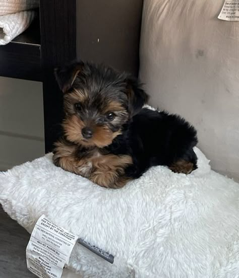 Yorkie Puppies For Adoption, Dogs Images, Puppies For Adoption, Cute Small Dogs, Puppy Mom, Dog Mommy, Yorkie Puppies, Cute Dogs Images, Very Cute Puppies