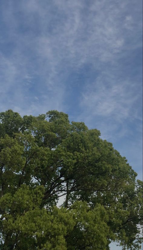 Trees Asthetic Picture, Sky With Trees Aesthetic, Aesthetic Tree Pictures, Sky And Trees Aesthetic, Trees Wallpaper Aesthetic, Tree Wallpaper Aesthetic, Tree Snap, Aesthetic Tree, Indigo Eyes