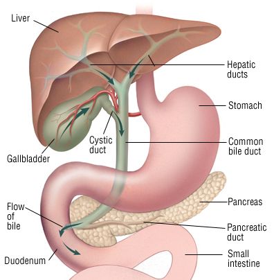 Gallbladder disease can mimic other conditions, like IBS and food intolerances, making it difficult to pinpoint the problem. Gallbladder Surgery, Gall Bladder, Calendula Benefits, Bile Duct, Matcha Benefits, Liver Detox, The Liver, Anatomy And Physiology, The Human Body