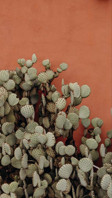 Cactus Plants, Dogs And Puppies, The Way, Cactus, Puppies, Dogs, Plants, Wall, Red