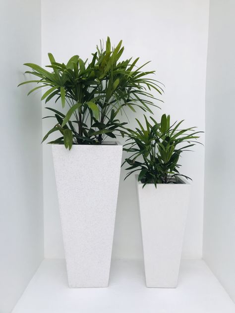 Tall Pots, Lady Palm, Tall White Vase, Pots For Indoor Plants, Black Terrazzo, Small Pots, Indoor Flower Pots, Greenery Decor, Christmas Flower Arrangements