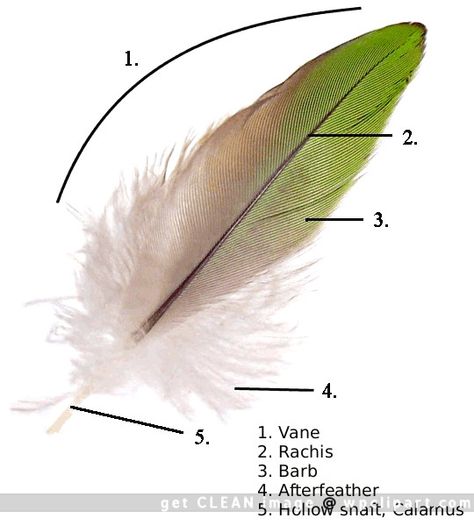 parts of a contour feather Feather Identification, Wild Birds Unlimited, Feather Illustration, Flight Feathers, Raven Wings, Parrot Feather, Rhode Island Red, Bald Patches, Feather Tops