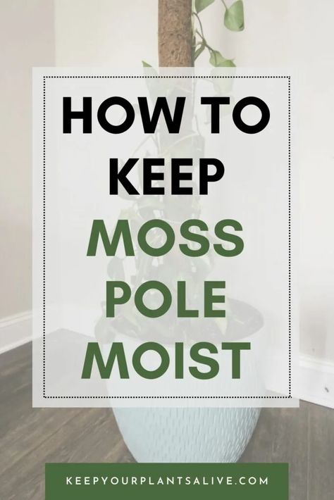 Wondering how to keep a moss pole moist for your climbing plants? Our guide offers practical, easy-to-follow moss poles for plants care. How To Keep Moss Pole Moist, Diy Moss Pole Alternative, Moss Pole Ideas, Self Watering Moss Pole Diy, Moss Poles For Plants, How To Make A Moss Pole, Pothos Moss Pole, Diy Moss Pole, Indoor Climbing Plants