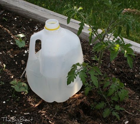 How to Make Your Own Milk Jug Garden Soaker by Guest Greenie Kris Hackbart - Sweet Greens Milk Jug Garden, Garden Cages, Milk Jugs Garden, Milk Jug Crafts, Wellie Boots, Plastic Milk Bottles, Bird Feeder Craft, Homemade Bird Houses, Childrens Gardening