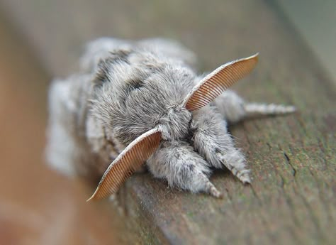 Devon Core, Venezuelan Poodle Moth, Poodle Moth, Rosy Maple Moth, Cute Moth, Cool Insects, Cool Bugs, Beautiful Bugs, Pretty Animals