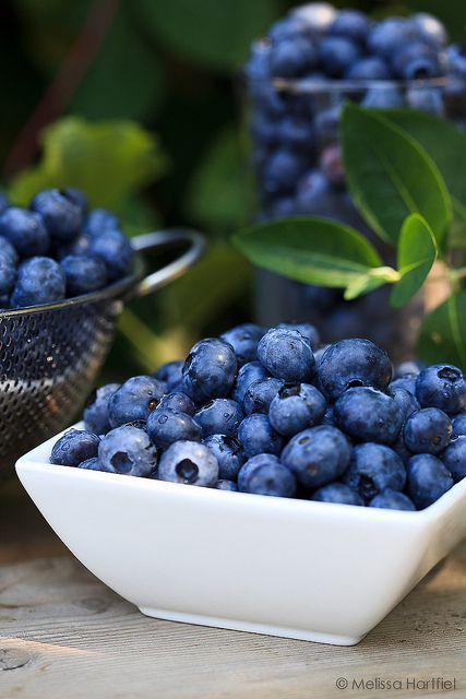 ~~blueberries by mhchipmunk~~ Full of Anti-Oxidants -- I just tried a toasted Bagel with Blueberries (In the bagel) Wow ! Delicious! With Tofutti Cream Cheese. Like a dessert. Eyes Bigger, Basic Food, Eat Better, Beautiful Fruits, Izu, Delicious Fruit, Fruit Art, Fruit And Veg, Styling Ideas