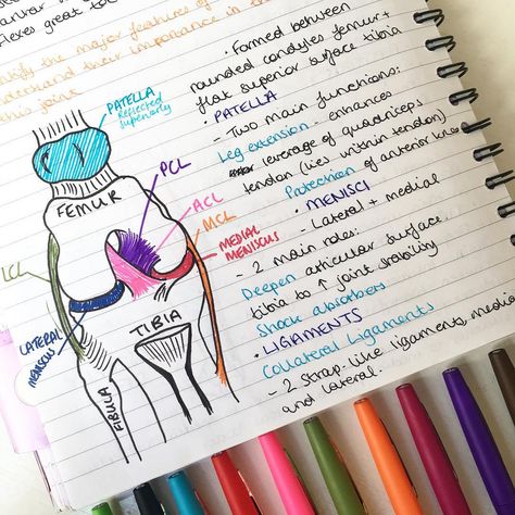 Ligaments Of The Knee, Tanning Schedule, Medical School Notes, Joints Anatomy, Human Knee, Type Anatomy, Usmle Step 1, Radiology Student, Knee Ligaments