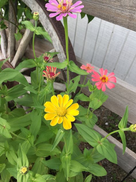 Florida Flowers, Florida Garden, Jacksonville Florida, Florida, Plants, Flowers