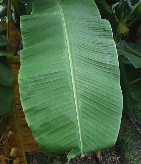 How To Cook With Banana Leaves - Chef's Pencil Banana Leaf Plates, Marinated Fish, Healthy Fruits And Vegetables, Wooden Platters, Dried Bananas, Leaf Plates, Banana Leaves, Glutinous Rice, South East Asia