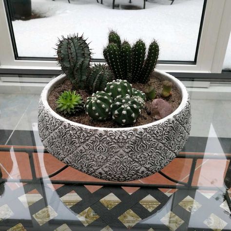 Mini cactus and succulent composition Succulent Composition, Cactus Composition, Mini Cactus, Plants Are Friends, Cactus Pot, Plant Ideas, Planter Ideas, Cactus Flower, Cactus And Succulents